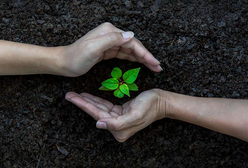 Tree sapling guarded by hands